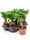 Scindapsus Treubii Dark plant