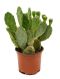 Syngonium Red Spot blad