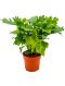 Syngonium Red Spot blad