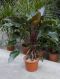 Scindapsus Treubii Dark plant