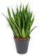 Scindapsus Treubii Dark plant