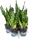 Syngonium Red Spot blad