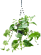 Philodendron Plowmanii