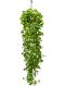 Philodendron Brandtianum