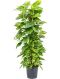 Syngonium Three Kings