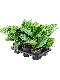 Alocasia Branchifolia Pink Passion blad