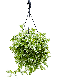Philodendron Plowmanii