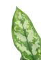 Alocasia Branchifolia Pink Passion blad