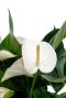 Monstera Siltepecana