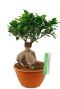 Philodendron Brandtianum