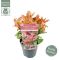Syngonium Red Spot blad