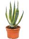 Philodendron Brandtianum