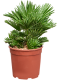Epipremnum Pinnatum Global Green blad variegata