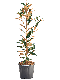 Hoya Krohniana Silver blad