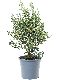 Hoya Krohniana Silver blad