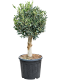 Epipremnum Pinnatum Global Green
