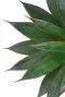 Feuilles d'agave shaka zulu