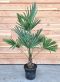 Epipremnum Pinnatum Global Green