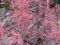 Syngonium Pink Splash