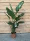 Alocasia Branchifolia Pink Passion blad