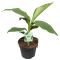 Scindapsus Treubii Dark plant
