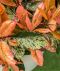 Syngonium Three Kings