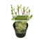 Philodendron Melanochrysum blad