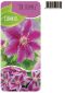 Syngonium Pink Splash