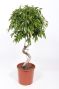 Ficus Foliole