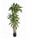 Syngonium Red Spot blad