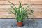 Syngonium Red Spot blad