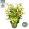 Epipremnum Pinnatum Global Green