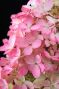 Epipremnum Pinnatum Global Green