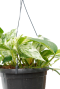 Monstera Siltepecana