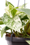 Alocasia Branchifolia Pink Passion blad