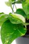 Monstera Siltepecana