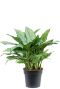 Syngonium Red Spot blad