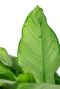 Syngonium Red Spot blad