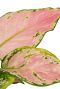 Aglaonema red zirkon plants