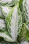 Monstera Siltepecana
