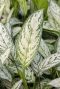 Aglaonema silver king blad