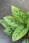 Alocasia Branchifolia Pink Passion blad