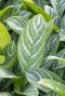 Syngonium Pink Splash