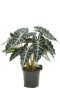 Alocasia amazonica