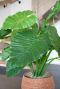 Alocasia blad nepplant