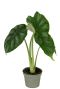 Monstera Siltepecana