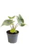 Alocasia ivory coast