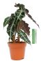 Alocasia polly