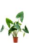 Monstera Siltepecana