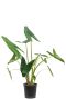 Monstera Siltepecana